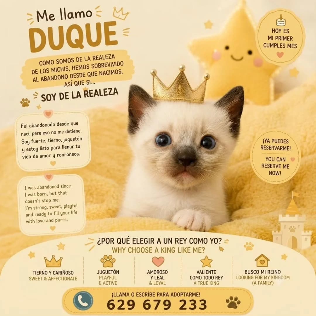Duque, male Mixed Breed for adoption at Asociación Miaullidos
