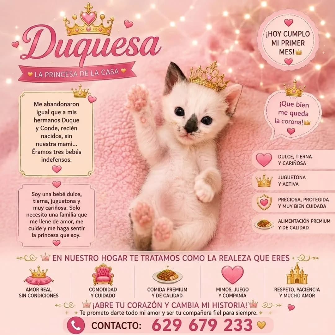 Duquesa, female Mixed Breed for adoption at Asociación Miaullidos
