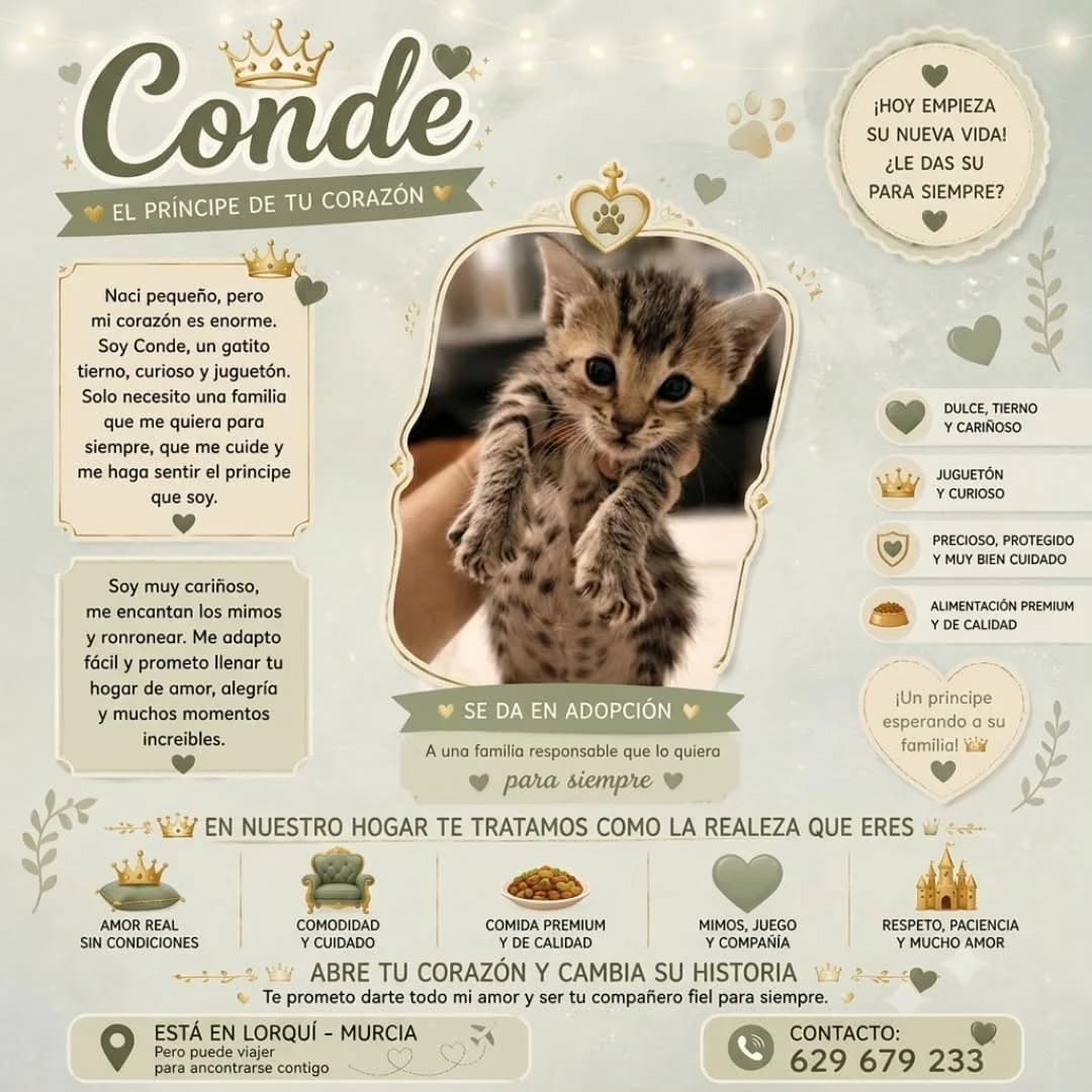 Conde, male Mixed Breed for adoption at Asociación Miaullidos