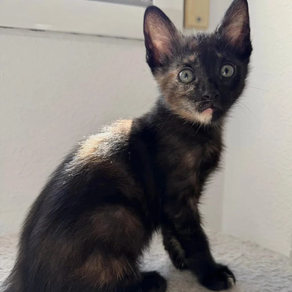 Brisa, female Mixed Breed for adoption at Asociación Miaullidos