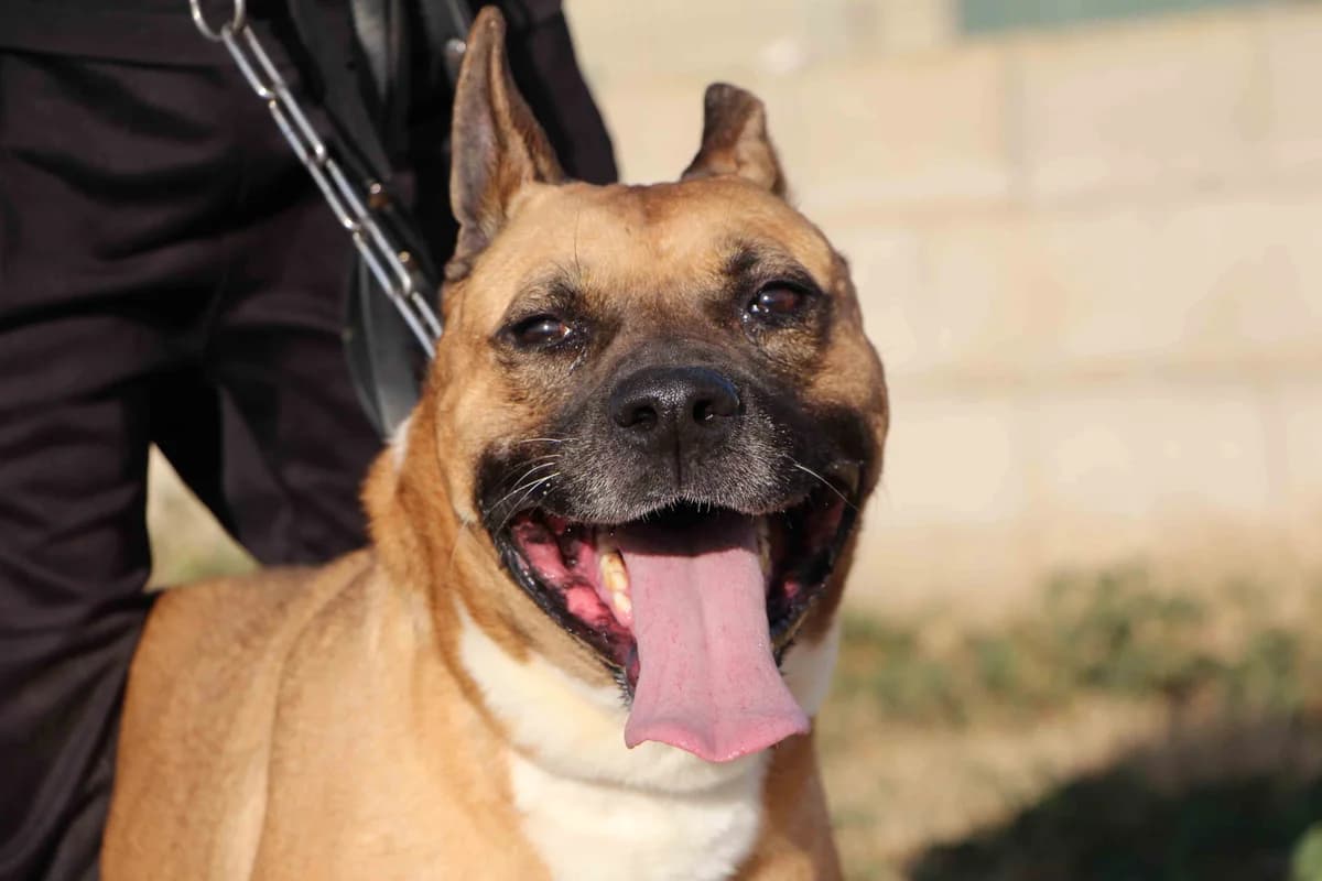 RENO, senior Mixed Breed for adoption at MODEPRAN Protectora de Animales Valencia, Modepran Valencia