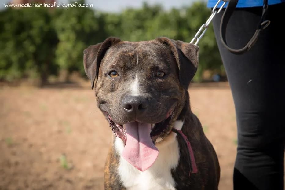 TOXIC, Mixed Breed for adoption at MODEPRAN Protectora de Animales Valencia, Modepran Valencia