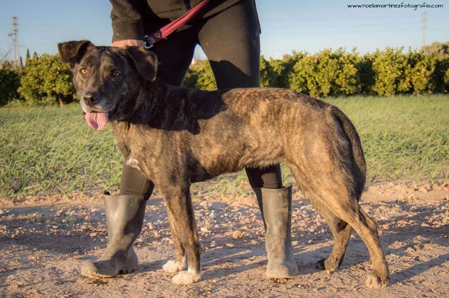 PIEDRA LUNA, Mixed Breed for adoption at MODEPRAN Protectora de Animales Valencia, Modepran Valencia