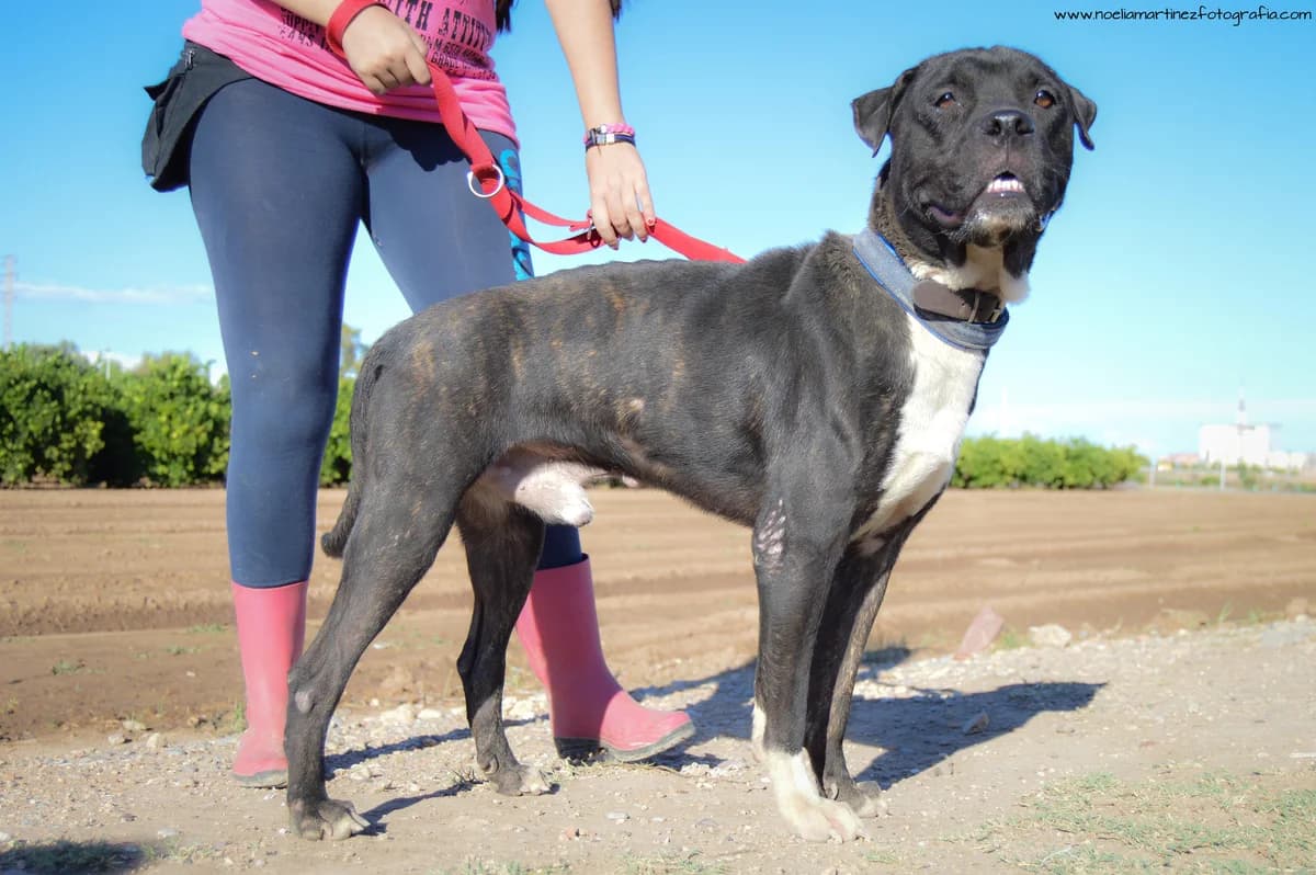 THOR, Mixed Breed for adoption at MODEPRAN Protectora de Animales Valencia, Modepran Valencia