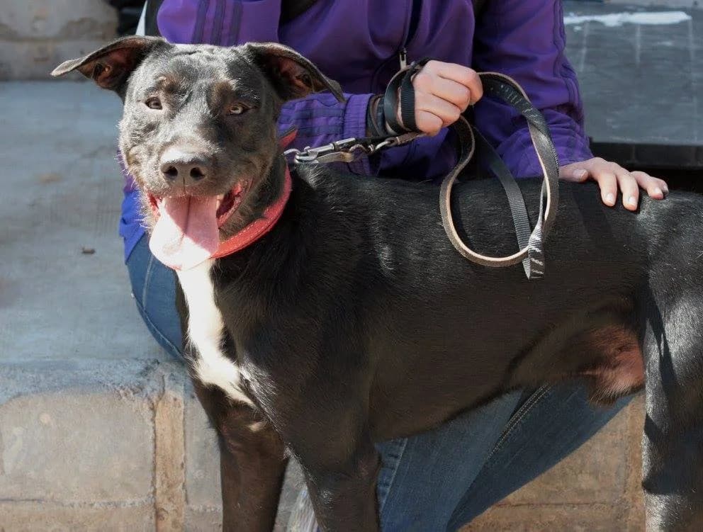 PELE, Mixed Breed for adoption at MODEPRAN Protectora de Animales Valencia, Modepran Valencia