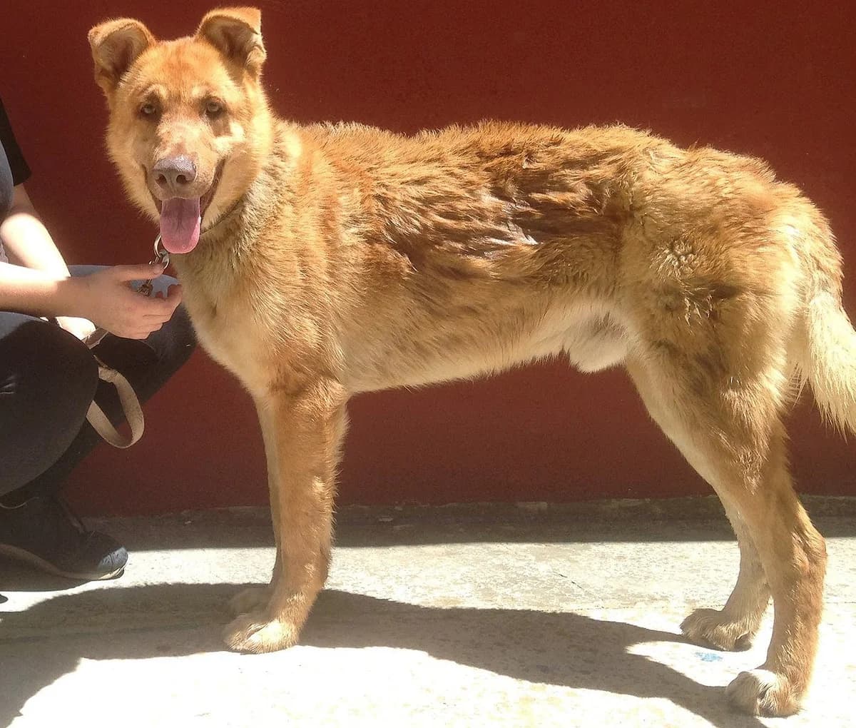 BALTASAR, Mixed Breed for adoption at MODEPRAN Protectora de Animales Valencia, Modepran Valencia