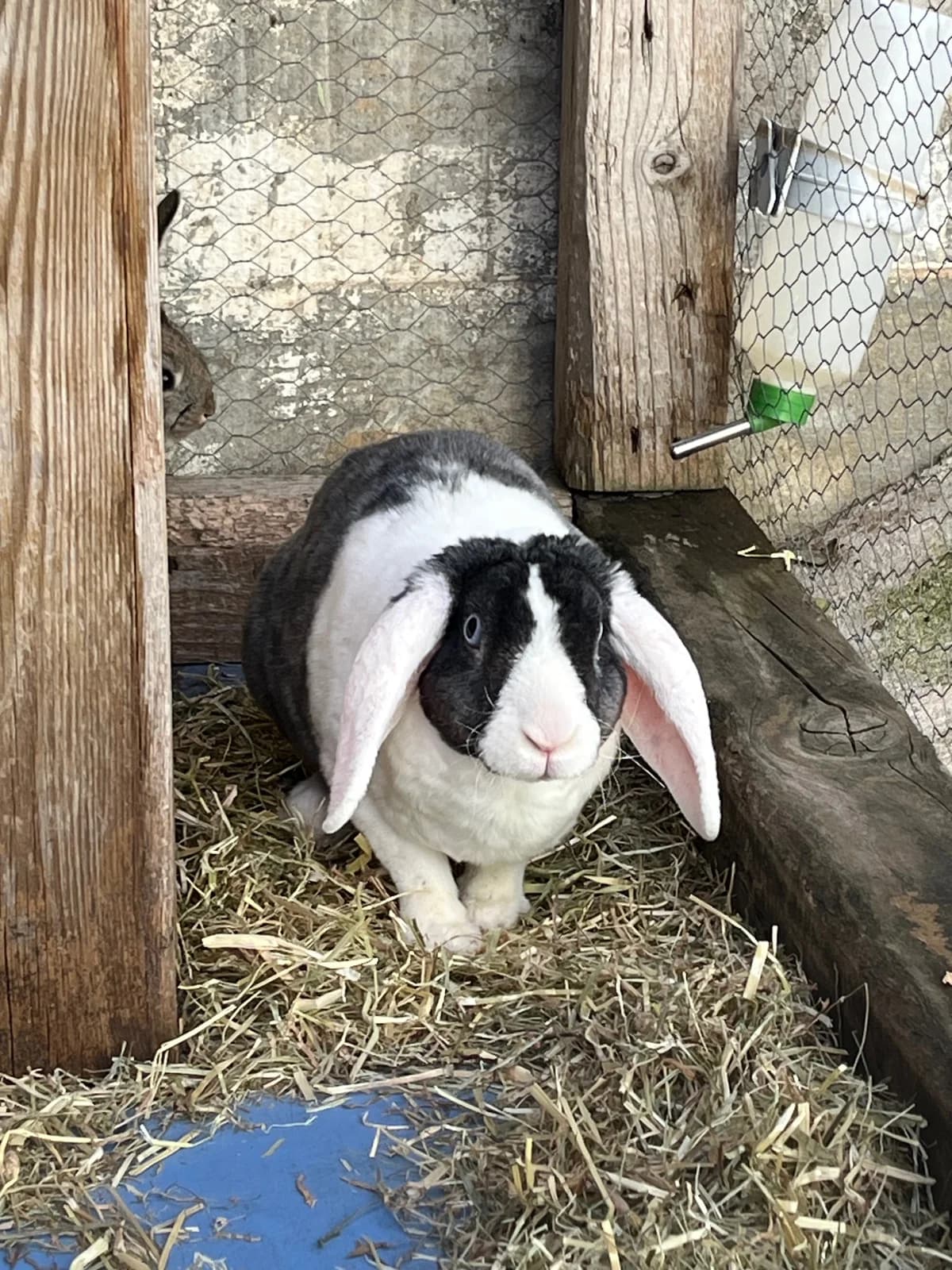 Bela, Blanca y gris female 3yo mixed breed for adoption at Móstoles Adopta