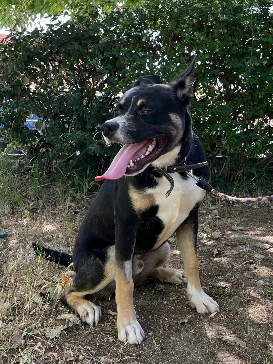 Blacky, tricolor male young Mixed Breed for adoption at Móstoles Adopta