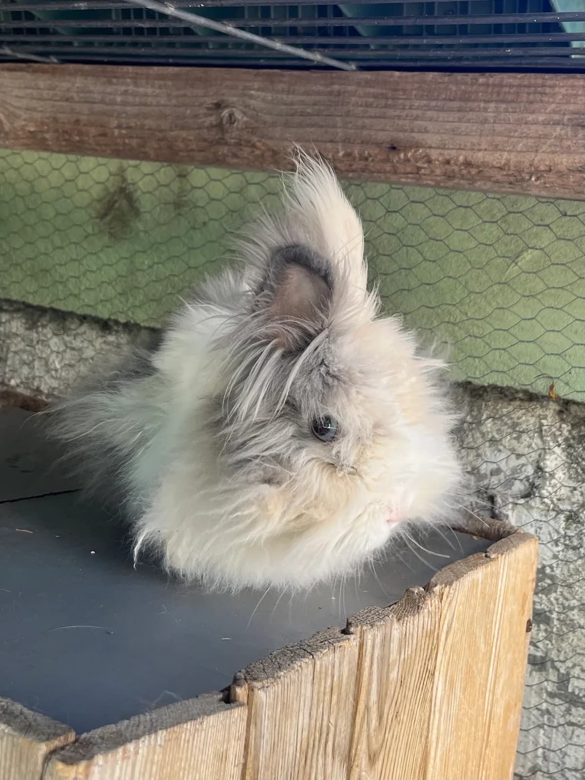 Bony, Blanca y marron . pelo largo female mixed breed for adoption at Móstoles Adopta