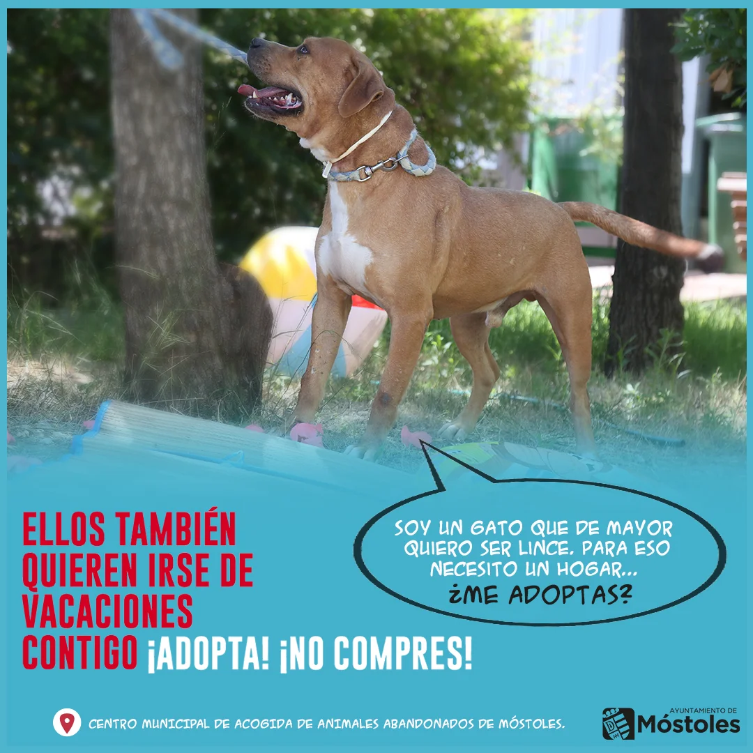 Brutus, Marrón male mixed breed for adoption at Móstoles Adopta