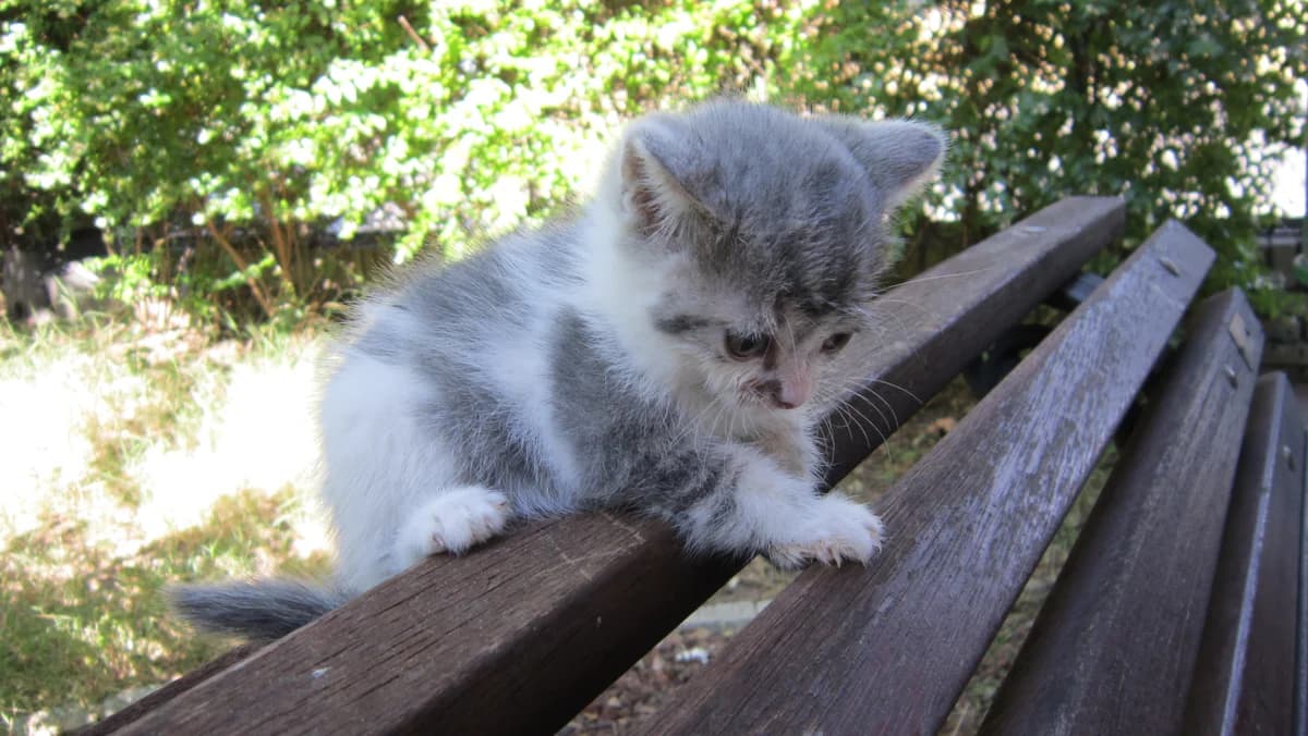 CAMADA, Gris y blanco male European Shorthair for adoption at Móstoles Adopta
