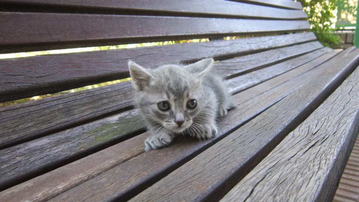 CAMADA, Gris male puppy European Shorthair for adoption at Móstoles Adopta