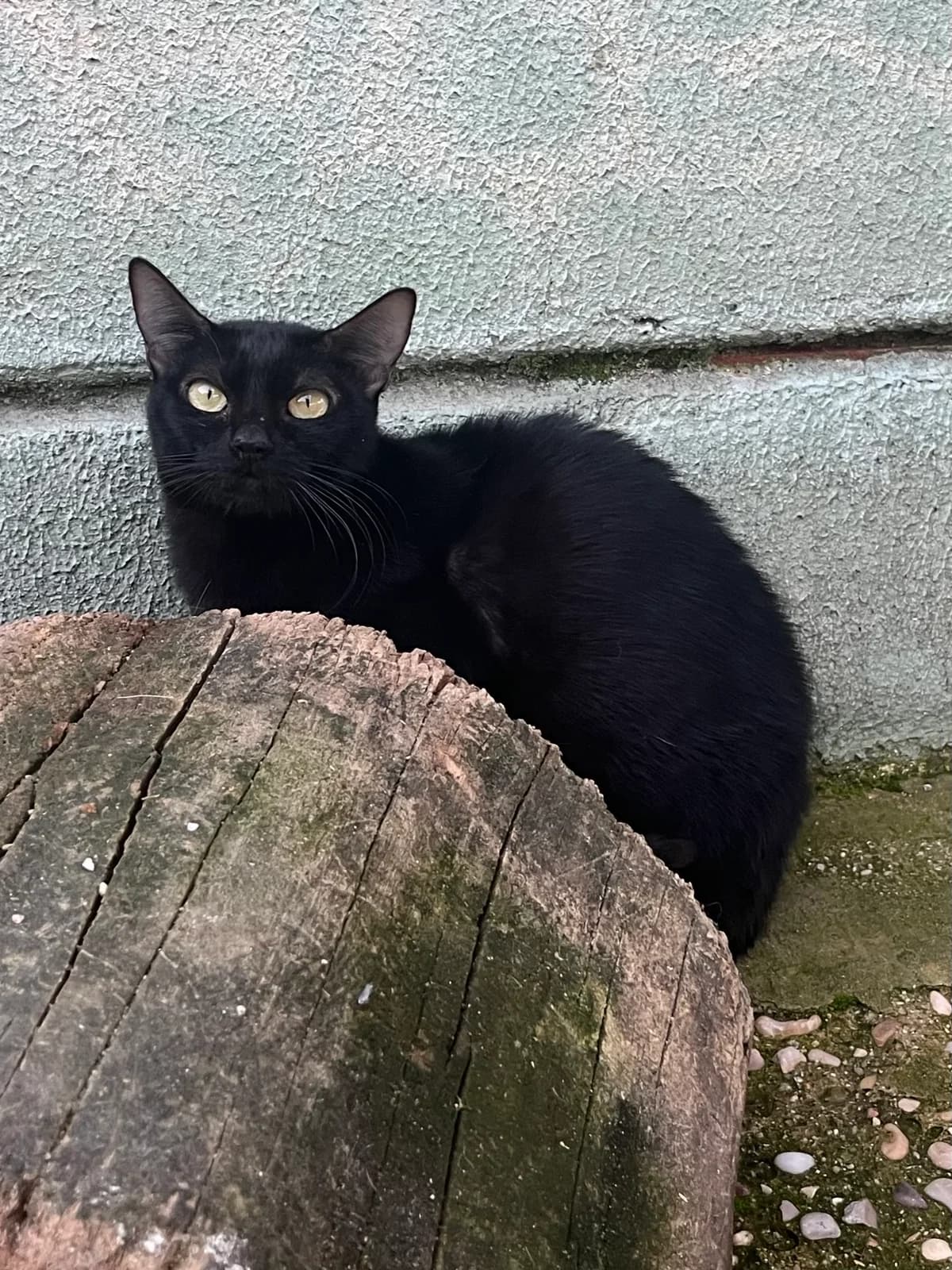 Cuca, Negro female European Shorthair for adoption at Móstoles Adopta