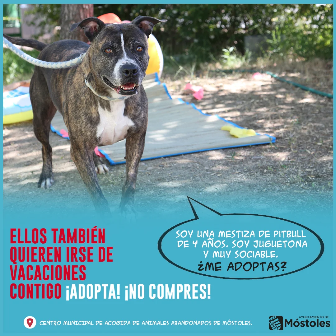 Dana, Atigrado female mixed breed for adoption at Móstoles Adopta