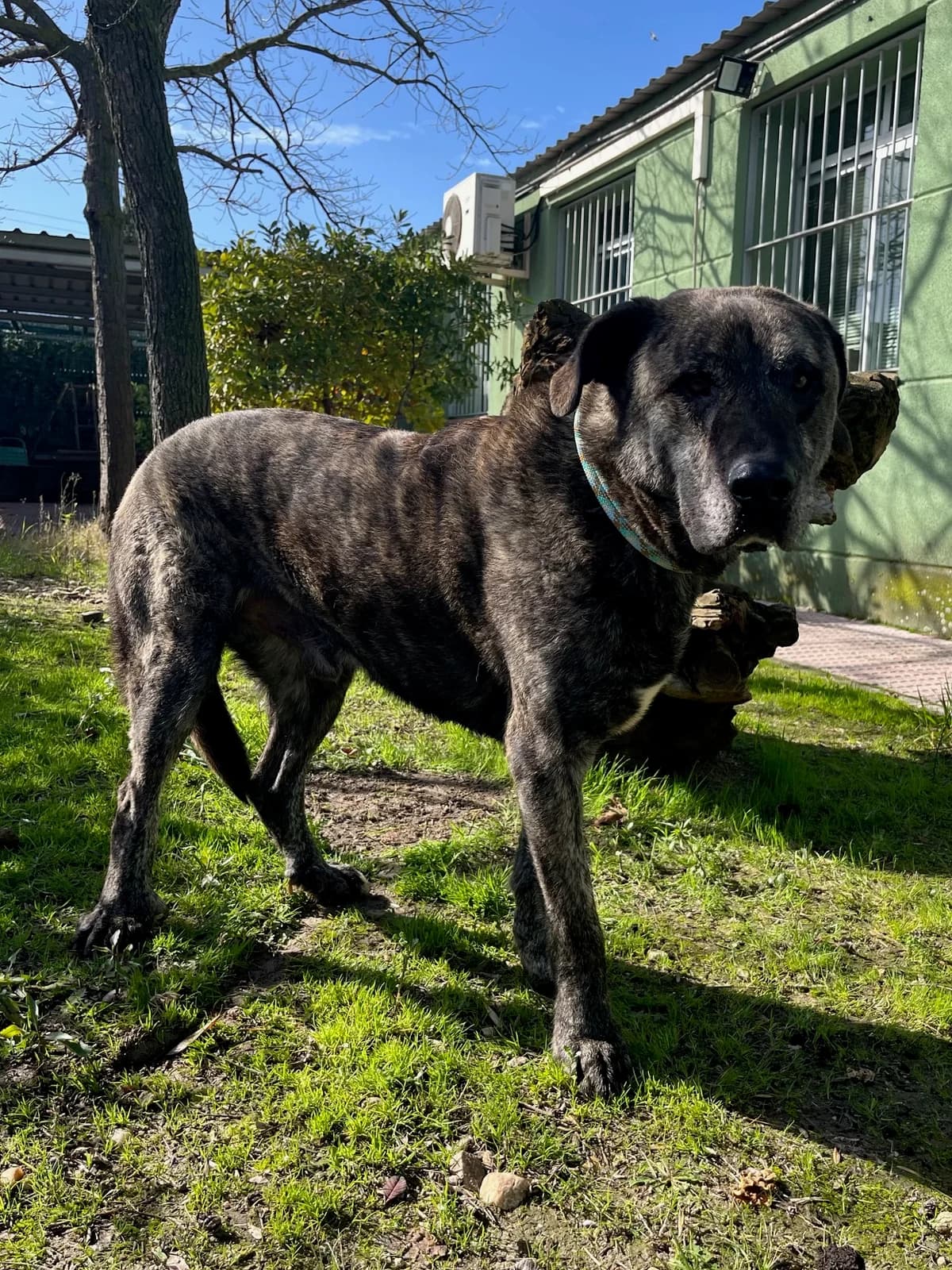 Eiko, Atigrado male Spanish Mastiff for adoption at Móstoles Adopta