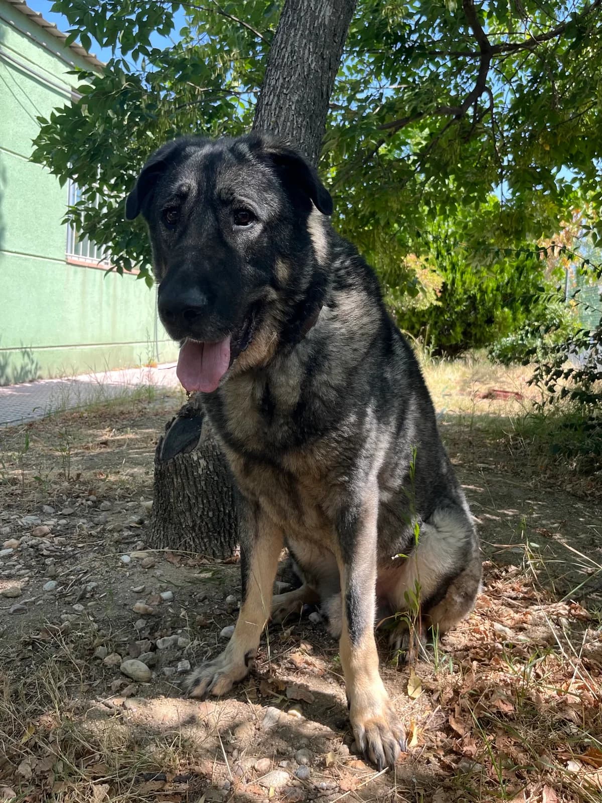 Eros, Gris male 6yo Spanish Mastiff for adoption at Móstoles Adopta