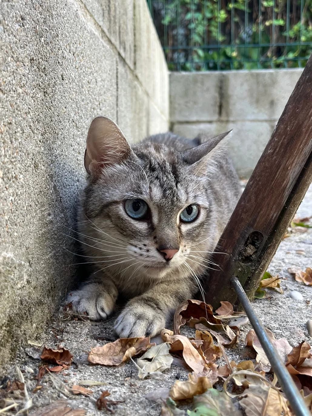 Kendall, Atigrada gris female European Shorthair for adoption at Móstoles Adopta