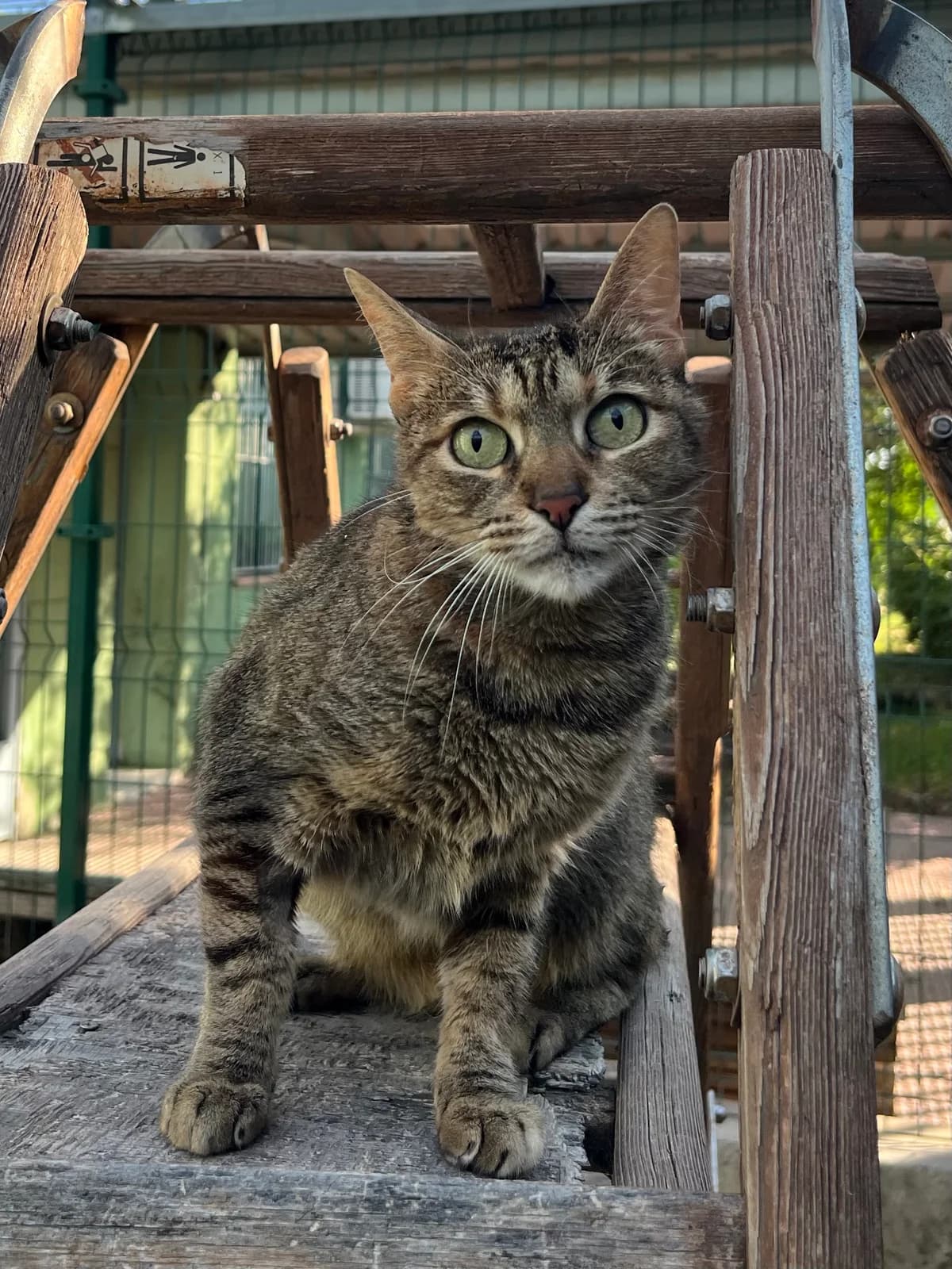Keylie, Atigrada marrón female European Shorthair for adoption at Móstoles Adopta
