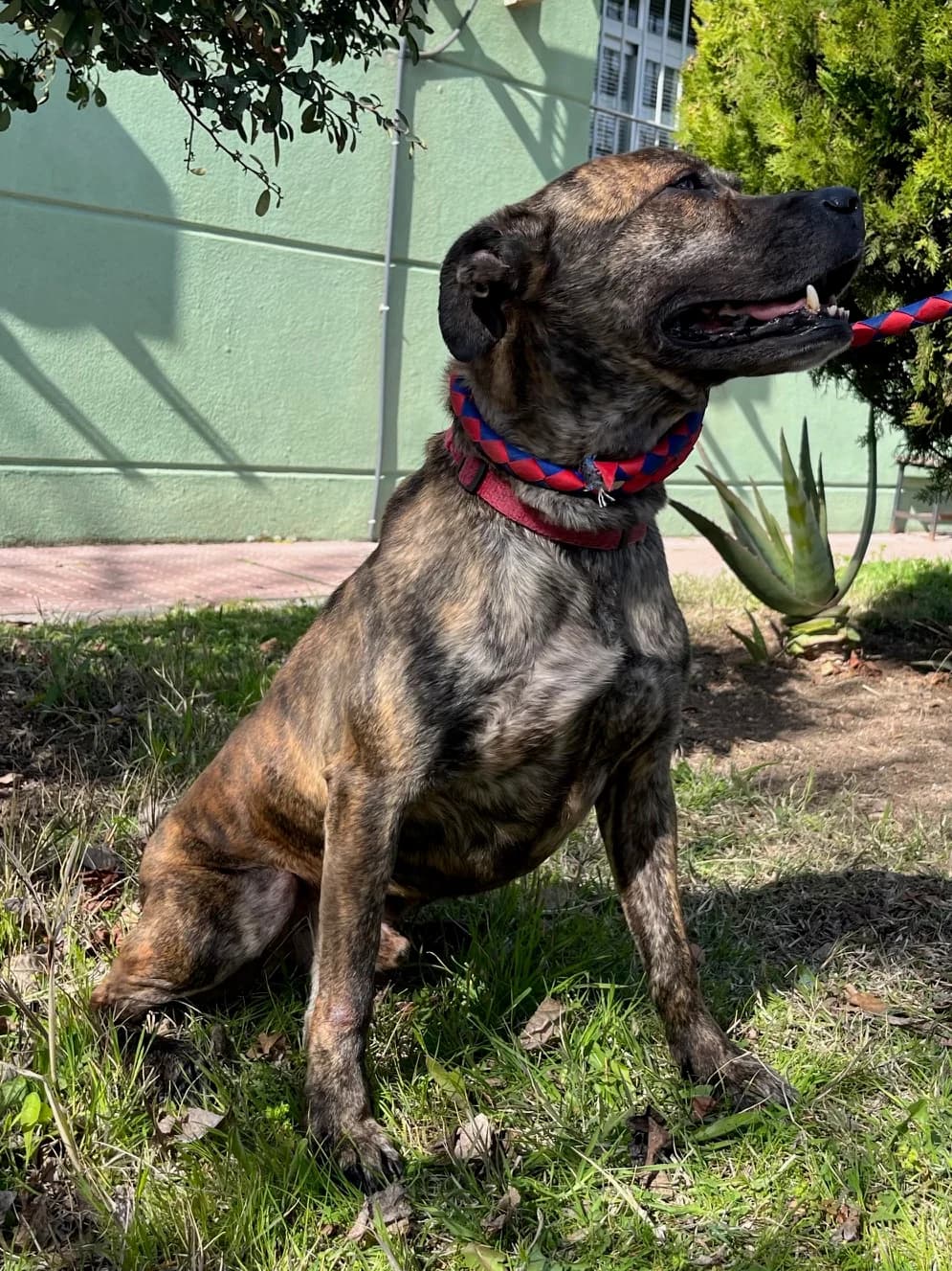 Kiko, Atigrado marrón male Mixed Breed for adoption at Móstoles Adopta