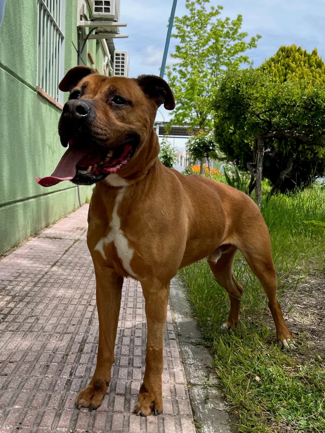 Kirfi, Marrón male American Staffordshire Terrier for adoption at Móstoles Adopta