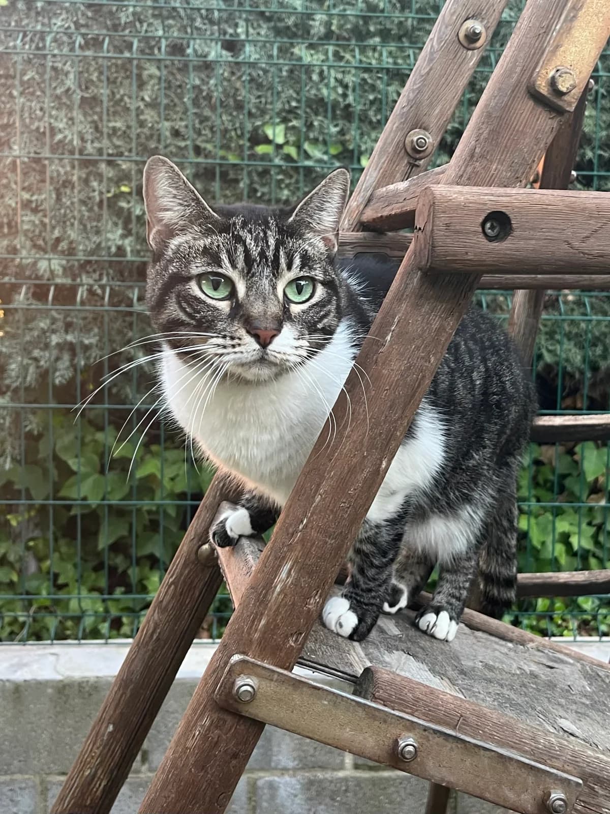 Kity, Atigrado y blanco female European Shorthair for adoption at Móstoles Adopta