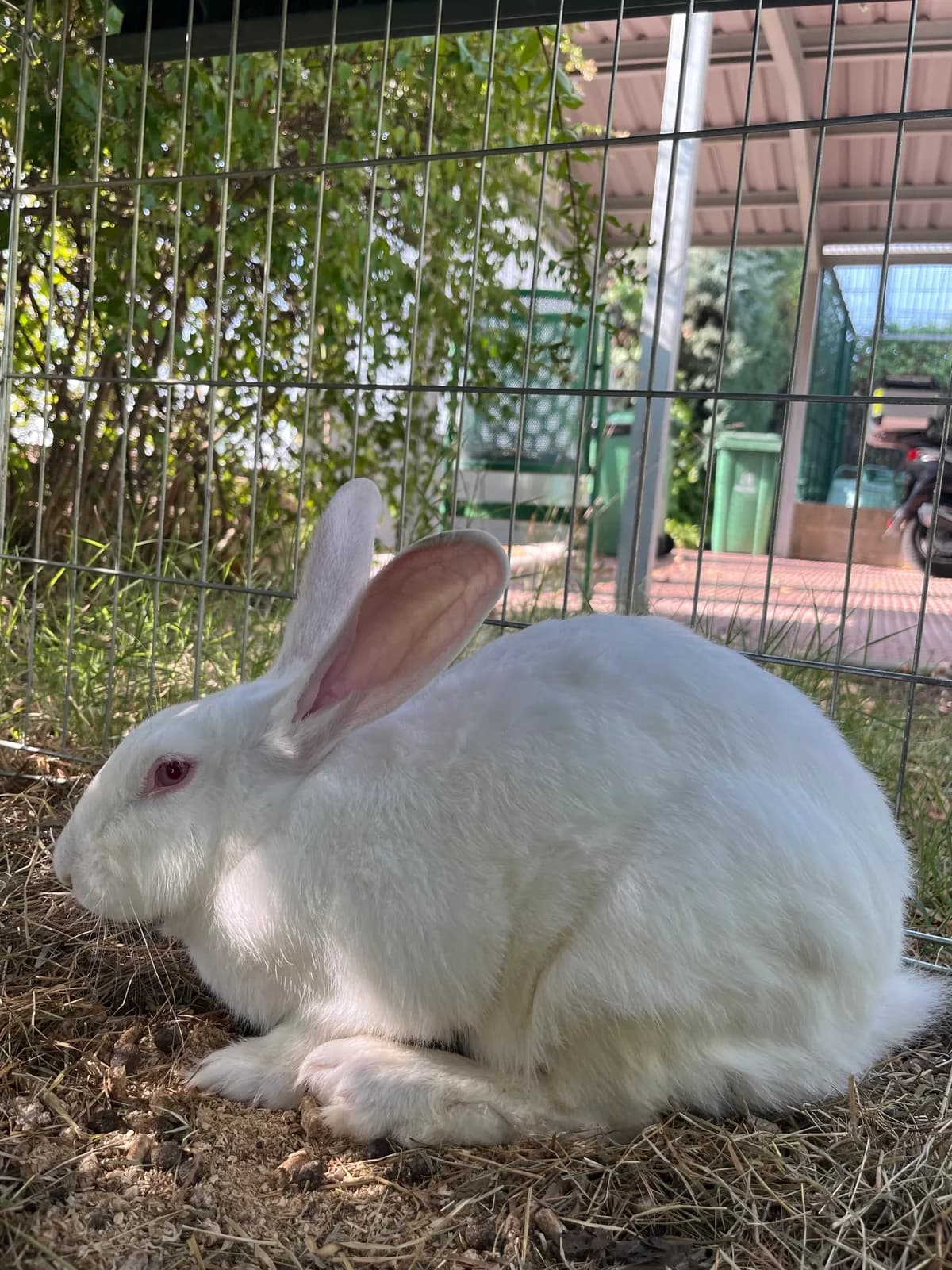 Nieve, Blanca (ALBINO) female mixed breed for adoption at Móstoles Adopta