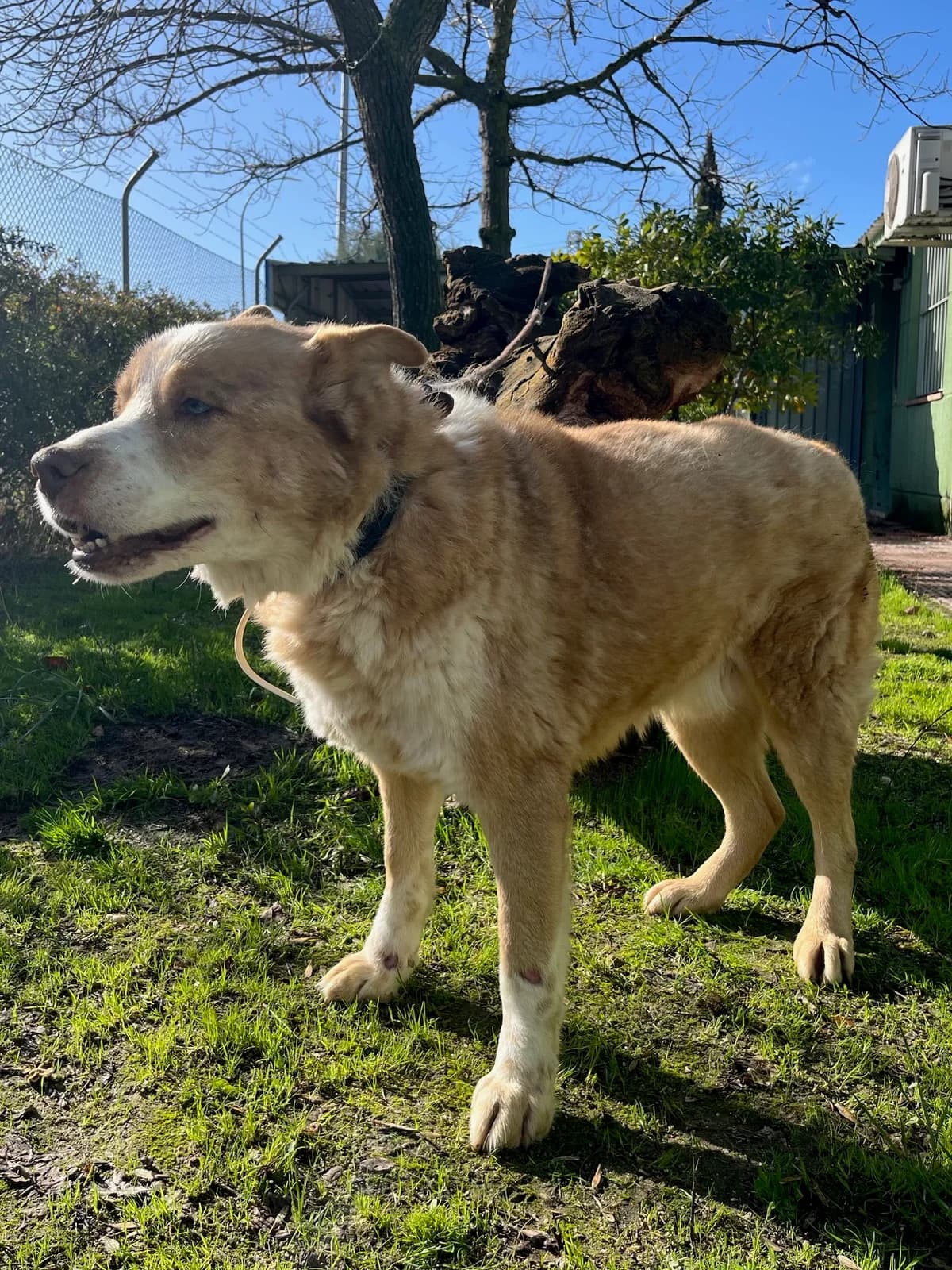 Paul, Marrón y blanco male Mixed Breed for adoption at Móstoles Adopta