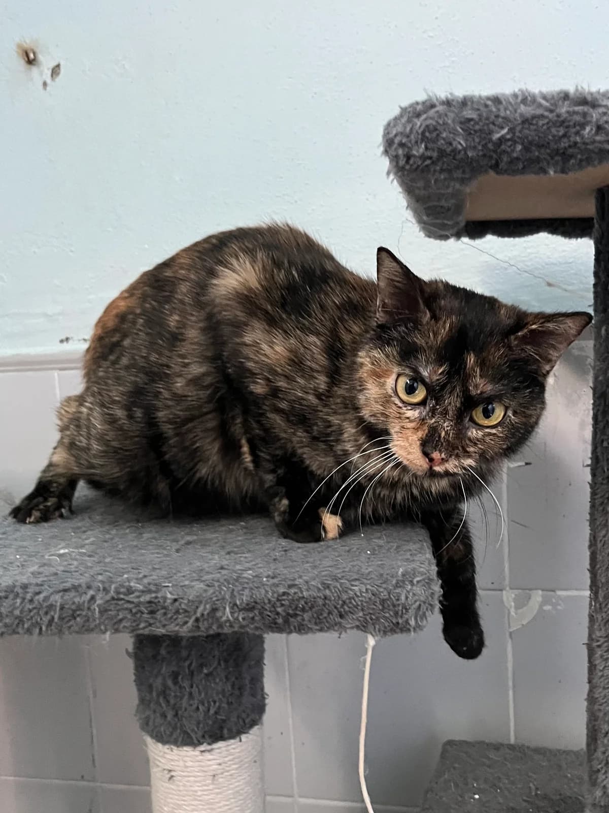 Pita, Carey female European Shorthair for adoption at Móstoles Adopta