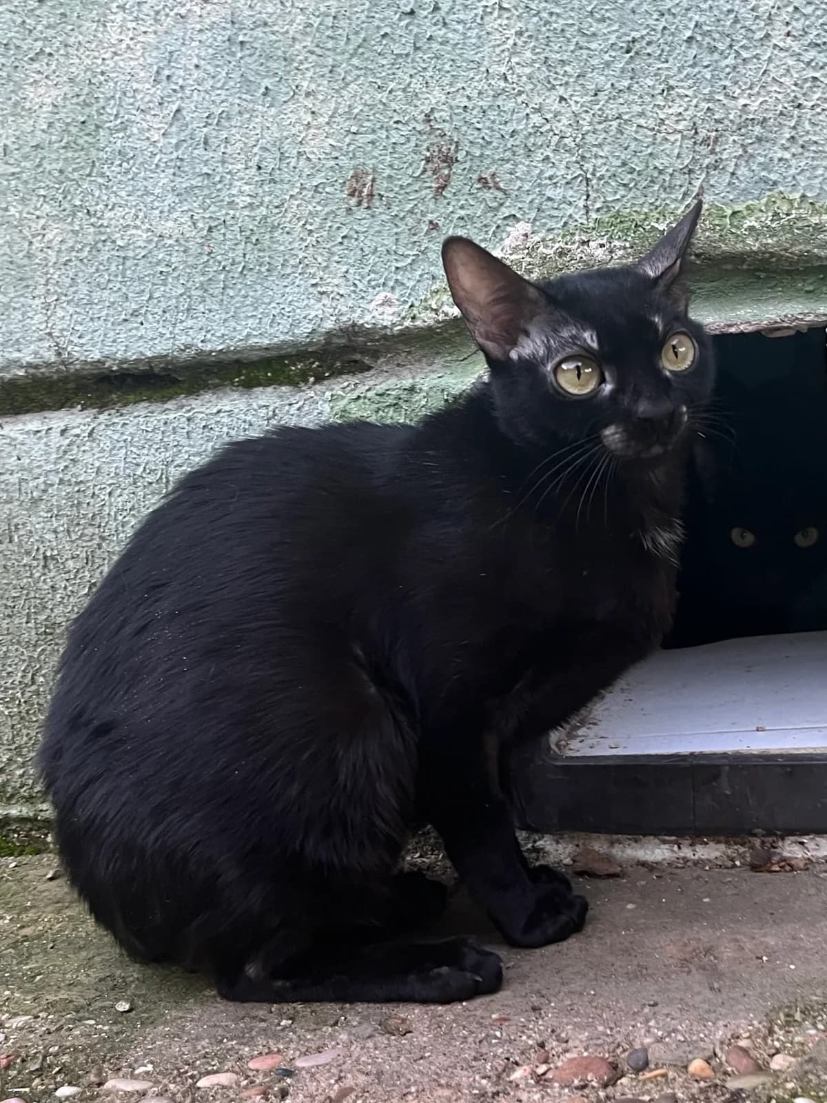 Puska, Negro female European Shorthair for adoption at Móstoles Adopta