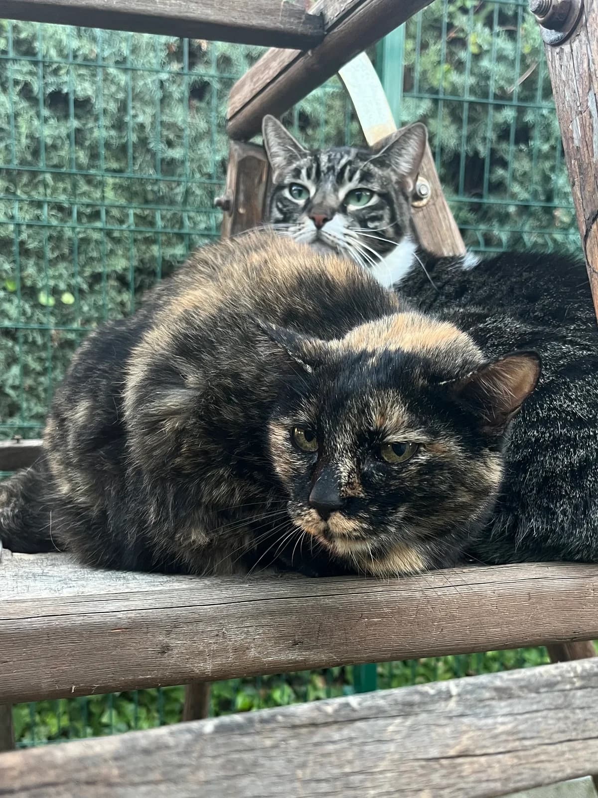 Raski, Carey female European Shorthair for adoption at Móstoles Adopta