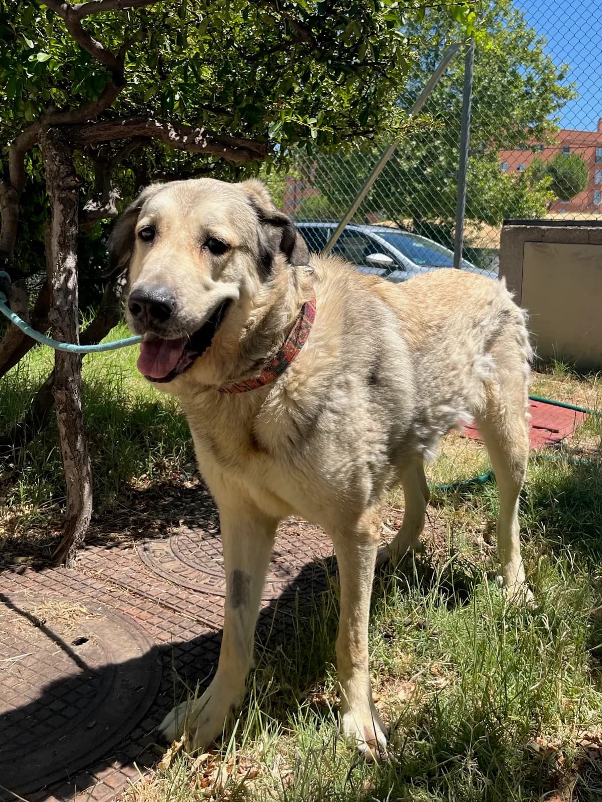 Shiba, Marrón female Spanish Mastiff for adoption at Móstoles Adopta