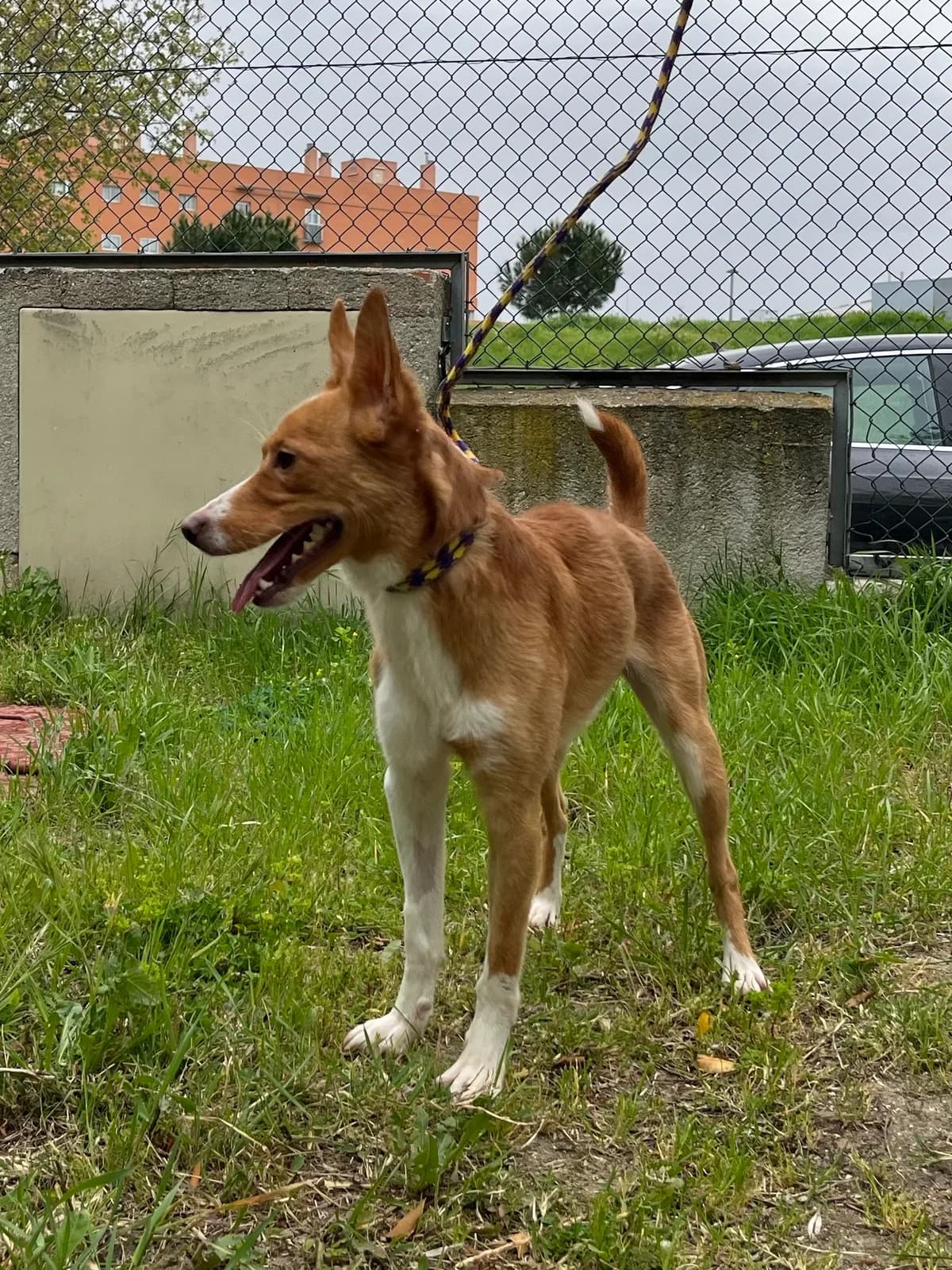 Timy, Marrón male Podenco for adoption at Móstoles Adopta