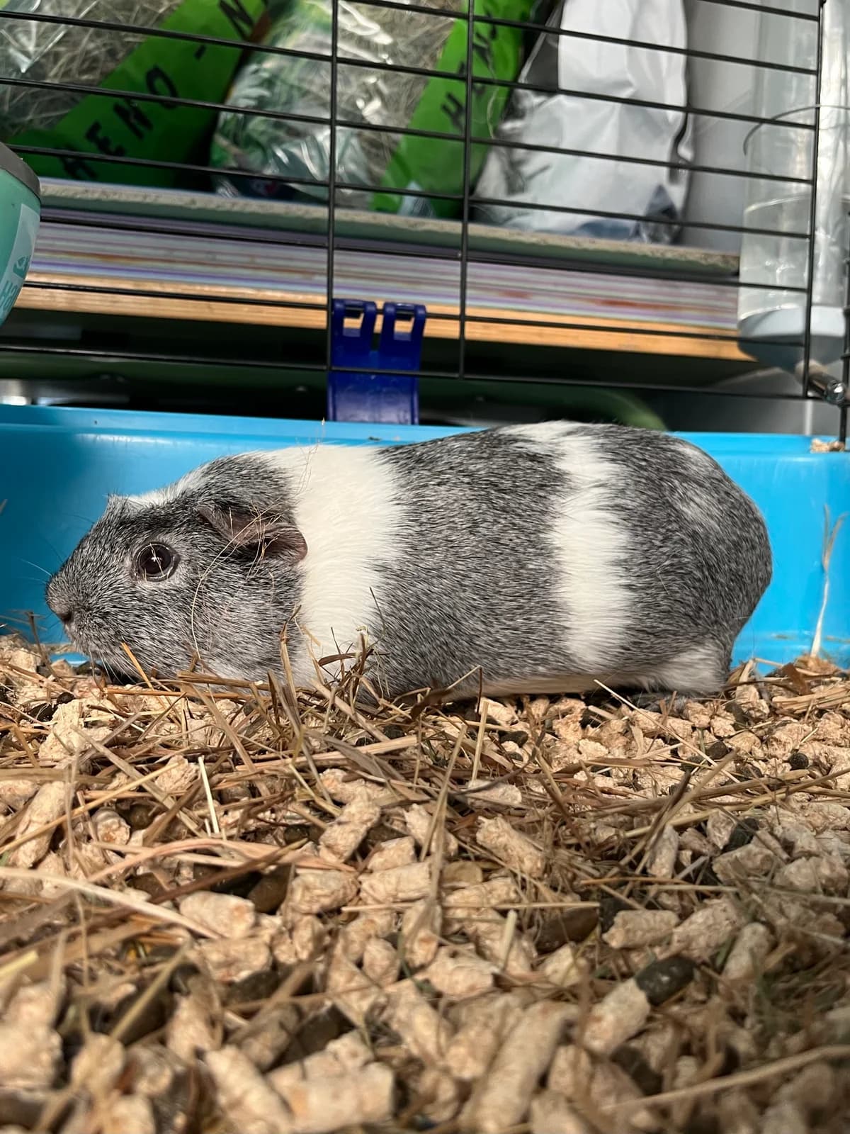 Tina, Gris y blanca female mixed breed for adoption at Móstoles Adopta