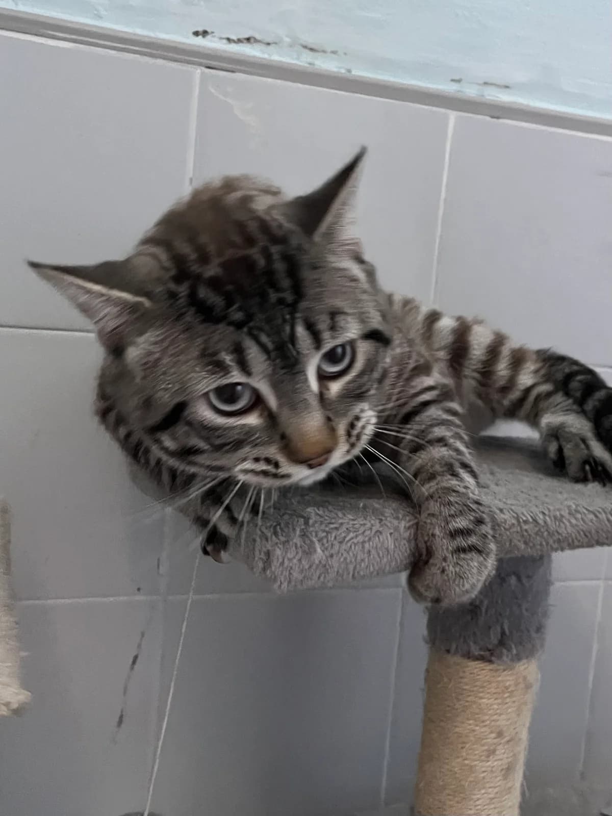 Truco, Atigrado gris male young European Shorthair for adoption at Móstoles Adopta