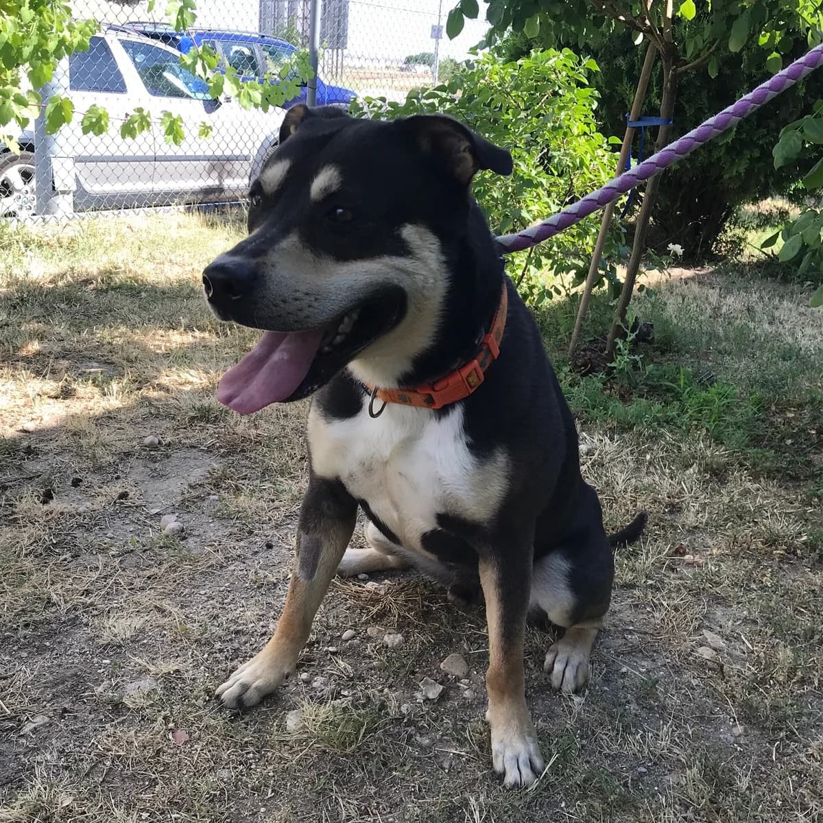 Trueno, Negro y marrón male American Staffordshire Terrier for adoption at Móstoles Adopta