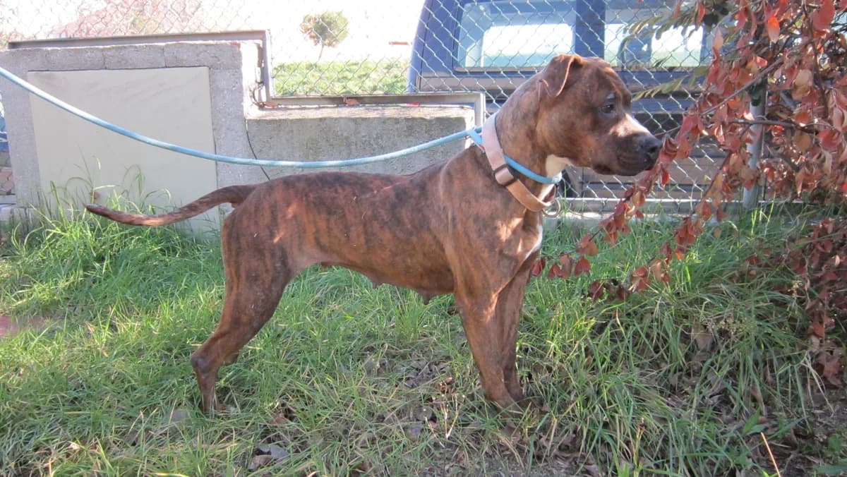 Trufa, Atigrado marrón female Pit Bull Terrier for adoption at Móstoles Adopta
