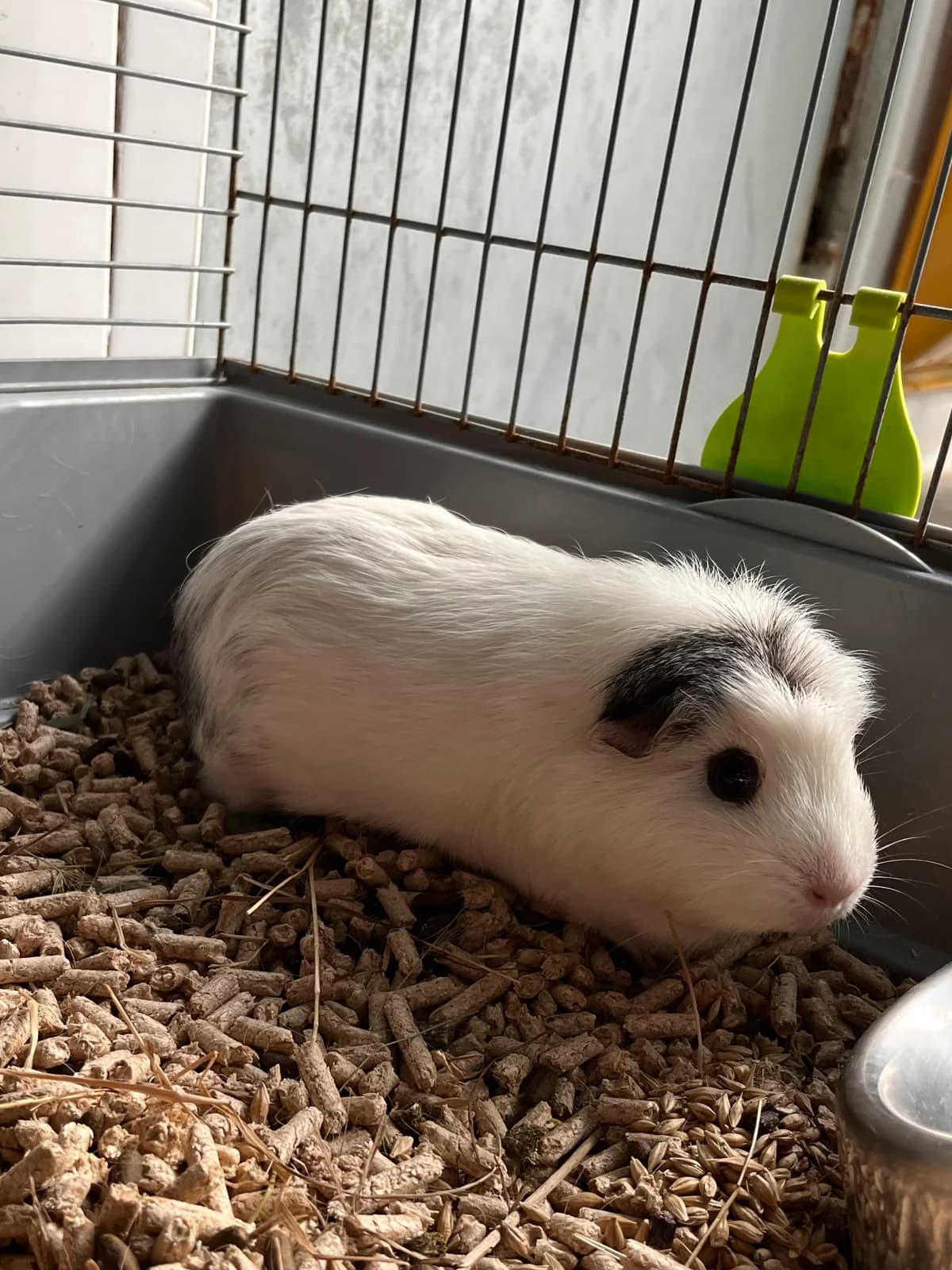 Tuna, Blanca y gris female mixed breed for adoption at Móstoles Adopta