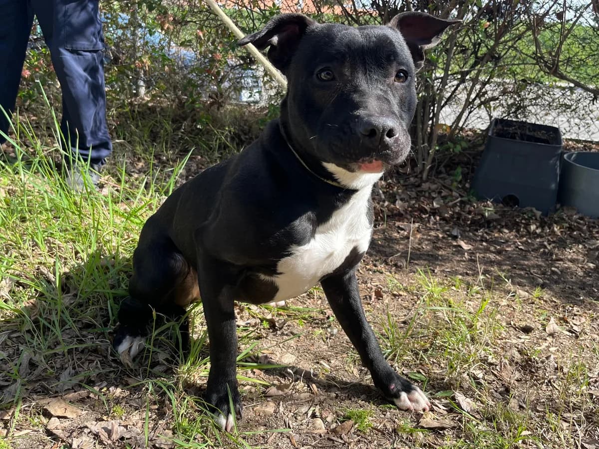 Zar, Negro y blanco male Pit Bull Terrier for adoption at Móstoles Adopta