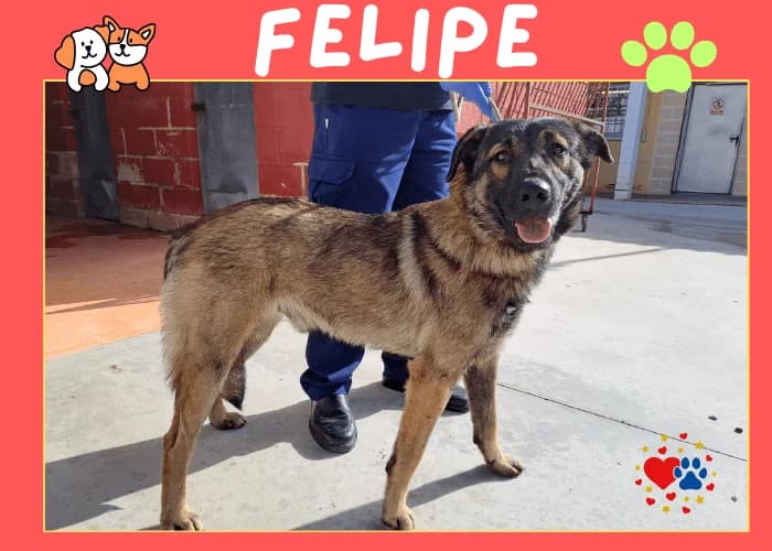 FELIPE, male 4yo Mixed Breed for adoption at AdoptaMur — Murcia Municipal Animal Adoption