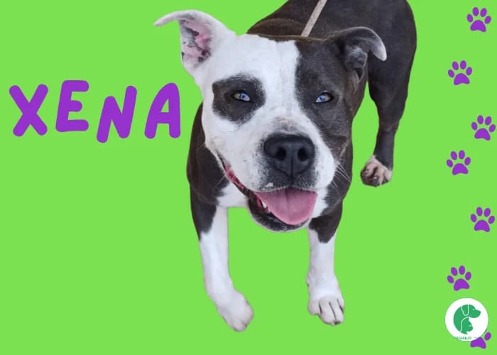 XENA, female 3yo American Staffordshire Terrier for adoption at AdoptaMur — Murcia Municipal Animal Adoption