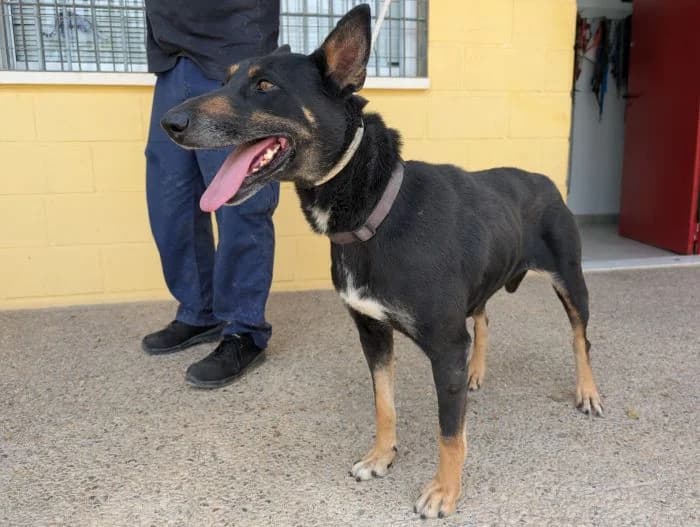 TINA, negro fuego Edad: 16/06/2016 Peso: 23 female senior Mixed Breed for adoption at AdoptaMur — Murcia Municipal Animal Adoption