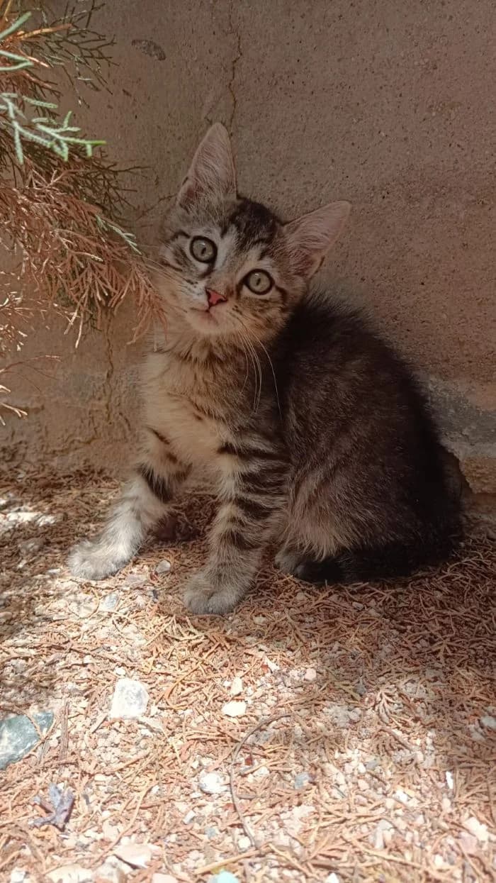 GATITOS CACHORROS, puppy Mixed Breed for adoption at AdoptaMur — Murcia Municipal Animal Adoption