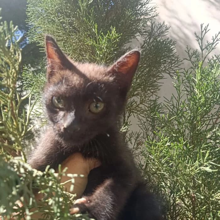 NEO, puppy Mixed Breed for adoption at AdoptaMur — Murcia Municipal Animal Adoption