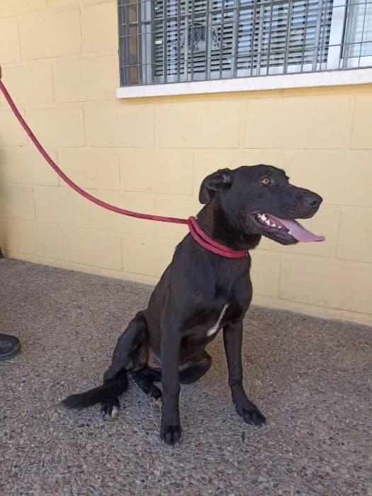 NEGRITA, negra Edad: 01/08/2025 Peso: 21 female young Mixed Breed for adoption at AdoptaMur — Murcia Municipal Animal Adoption