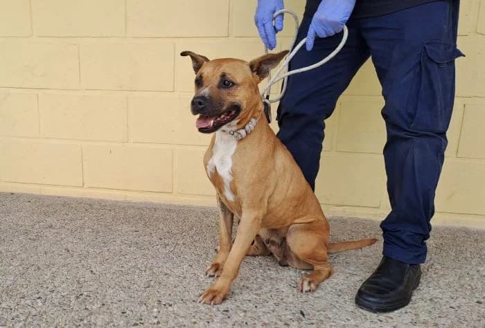 RUBIA, canela Edad: 15/09/2021 Peso: 21 kg female 4yo American Staffordshire Terrier for adoption at AdoptaMur — Murcia Municipal Animal Adoption