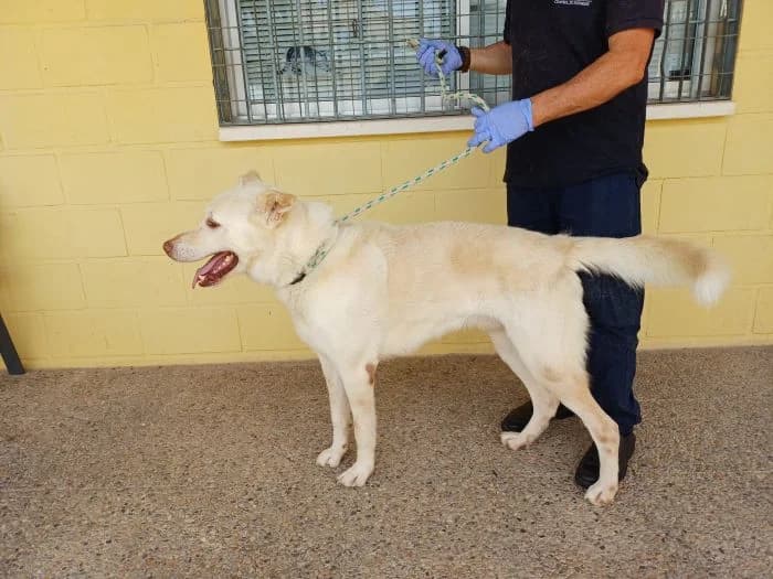 THORIN, crema Edad: 01/01/2022 Peso: 38 kg male 4yo Mixed Breed for adoption at AdoptaMur — Murcia Municipal Animal Adoption