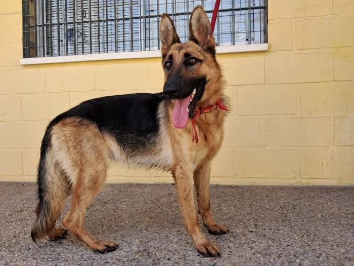 PATÁN, negro y fuego Edad: 26/07/2025 Peso: 22 male young mixed breed for adoption at AdoptaMur — Murcia Municipal Animal Adoption
