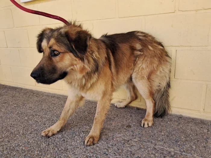 ROBERT, leonado Edad: 22/02/2022 Peso: 27 male 3yo Mixed Breed for adoption at AdoptaMur — Murcia Municipal Animal Adoption