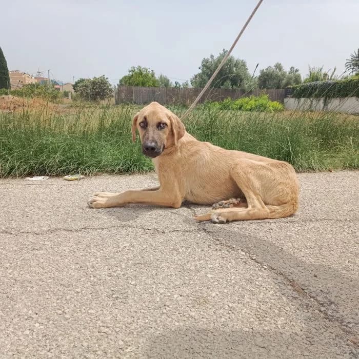 SCOOBY, barquillo Edad: 15/01/2026 Peso: 20 male puppy Mixed Breed for adoption at AdoptaMur — Murcia Municipal Animal Adoption