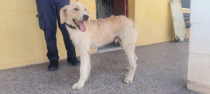 ANDY, Crema Edad: 01/08/2025 Peso: 22 kg male young Mixed Breed for adoption at AdoptaMur — Murcia Municipal Animal Adoption